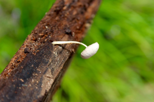 tiny mushroom